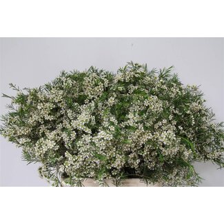 Freshy Chamelaucium Uncinatum Waxflower “Ofir” | Kleur: Wit | Lengte ± 70 centimeter | Gewicht ± 60 gram per tak | Per 25 stelen