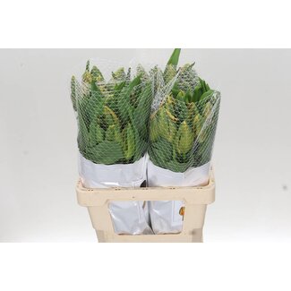 Freshy Franse Parkiet Tulp “Avignon Parrot” | Kleur: Rood | Lengte ± 60 centimeter | Gewicht ± 70 gram per tak | Per 10 stelen