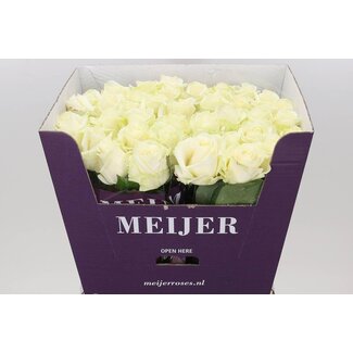 Freshy Grootbloemige Roos “Avalanche Masterpiece” | Kleur: Wit | Lengte ± 70 centimeter | Per 10 stelen