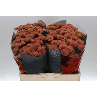 Freshy Chrysanthemum Chrysant Santini XL “Ellison Salmon” | Kleur: Roze | Lengte ± 55 centimeter | Per 25 stelen