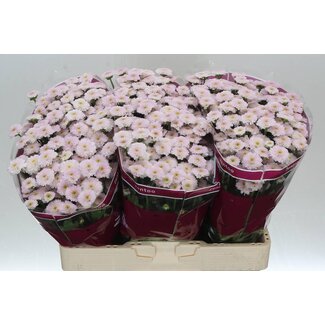 Freshy Chrysanthemum Chrysant Santini “Miller Pearl” | Kleur: Roze | Lengte ± 55 centimeter | Per 25 stelen
