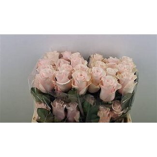 Freshy Grootbloemige Roos “Paulina” | Kleur: Roze Wit | Lengte ± 60 centimeter | Gewicht ± 25 gram per tak | Herkomst Ecuador | Per 25 stelen