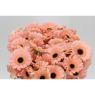 Freshy Germini Aqua “Espresso” | Kleur: Roze | Lengte ± 50 centimeter | Per 20 stelen