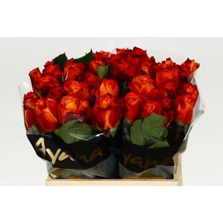 Freshy Grootbloemige Roos “Atomic” | Kleur: Rood | Lengte ± 40 centimeter | Herkomst Ecuador | Per 20 stelen