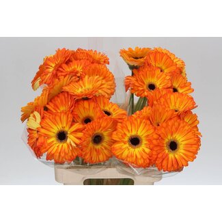 Freshy Gerbera “Catwalk” | Kleur: Oranje | Lengte ± 65 centimeter | Per 10 stelen