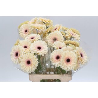 Freshy Gerbera “Eclair” | Kleur: Wit | Lengte ± 65 centimeter | Per 10 stelen