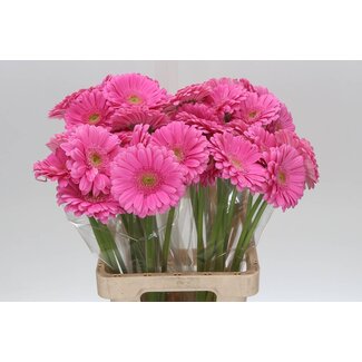Freshy Gerbera “Glossy” | Kleur: Roze | Lengte ± 65 centimeter | Per 10 stelen