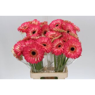Freshy Gerbera “Hippie Chic” | Kleur: Geel Roze | Lengte ± 65 centimeter | Per 10 stelen