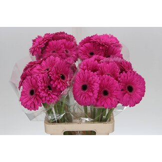 Freshy Gerbera “Madeira” | Kleur: Roze | Lengte ± 65 centimeter | Per 10 stelen