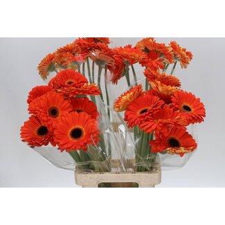Freshy Gerbera “Medina” | Kleur: Oranje | Lengte ± 65 centimeter | Per 10 stelen