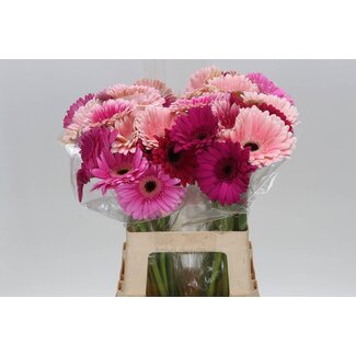 Freshy Gerbera Mix Kwekers Keus | Kleur: Gemengde Kleuren | Lengte ± 65 centimeter | Per 10 stelen