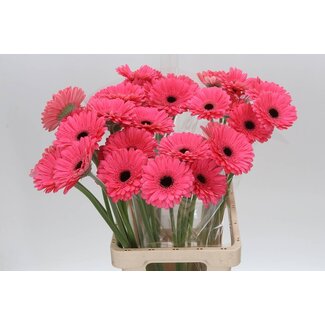 Freshy Gerbera “Pre-intenzz” | Kleur: Roze | Lengte ± 65 centimeter | Per 10 stelen