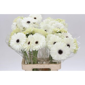 Freshy Gerbera “White House” | Kleur: Wit | Lengte ± 65 centimeter | Per 10 stelen