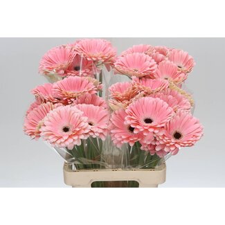 Freshy Gerbera “Dulcie” | Kleur: Roze | Lengte ± 65 centimeter | Per 10 stelen