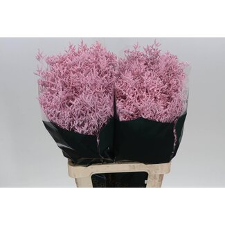 Freshy Limonium Kleurbehandeld “Skylight Roze” | Kleur: Roze | Lengte ± 70 centimeter | Gewicht ± 28 gram per tak | Per 25 stelen