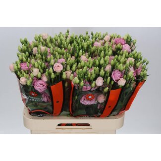 Freshy Eustoma Lisianthus Gevuld “Rosi Bright Pink” | Kleur: Roze | Lengte ± 70 centimeter | Per 10 stelen