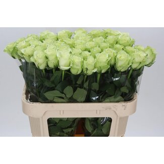 Freshy Grootbloemige Roos “Noëlle” | Kleur: Groen | Lengte ± 70 centimeter | Per 20 stelen