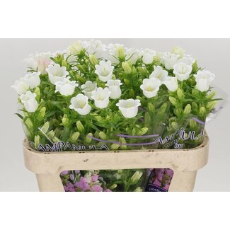 Freshy Campanula Medium “Champion White” | Kleur: Wit | Lengte ± 70 centimeter | Per 10 stelen