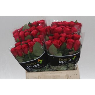 Freshy Grootbloemige Roos “Tacazzi” | Kleur: Roze | Lengte ± 40 centimeter | Per 20 stelen