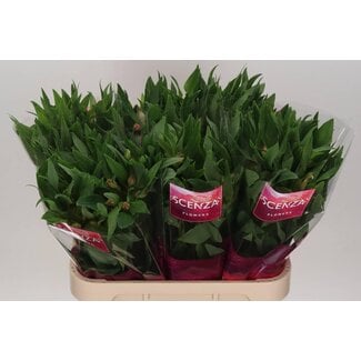 Freshy Alstroemeria “Estee” | Kleur: Rood | Lengte ± 75 centimeter | Gewicht ± 70 gram per tak | Per 10 stelen