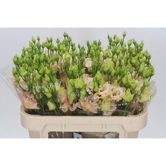 Freshy Eustoma Lisianthus Gevuld “Alissa Light Apricot” | Kleur: Roze | Lengte ± 70 centimeter | Per 10 stelen