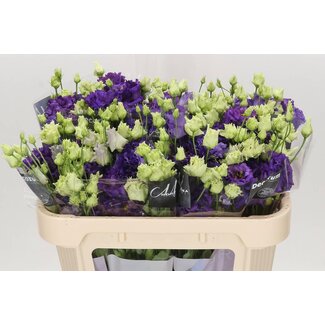 Freshy Eustoma Lisianthus Gevuld “Alissa Blue” | Kleur: Blauw | Lengte ± 70 centimeter | Per 10 stelen