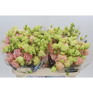 Freshy Eustoma Lisianthus Gevuld “Alissa Peach” | Kleur: Roze | Lengte ± 70 centimeter | Per 10 stelen