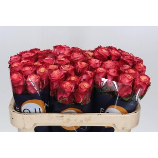 Freshy Grootbloemige Roos “Mai Tai” | Kleur: Roze | Lengte ± 70 centimeter | Per 20 stelen