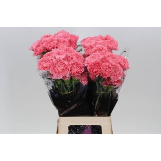 Freshy Lange Anjer “Betsy” | Kleur: Roze | Lengte ± 70 centimeter | Per 20 stelen