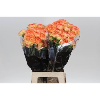 Freshy Lange Anjer “Boiro” | Kleur: Oranje | Lengte ± 70 centimeter | Per 20 stelen