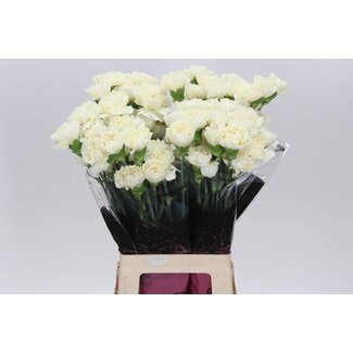 Freshy Lange Anjer “Diletta Crema” | Kleur: Geel | Lengte ± 70 centimeter | Per 20 stelen