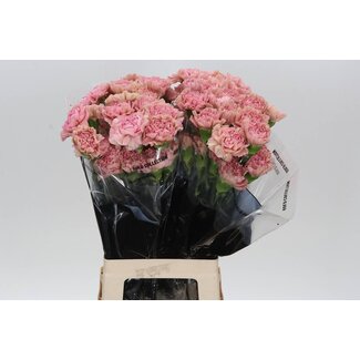 Freshy Lange Anjer Lege “Pink” | Kleur: Roze | Lengte ± 70 centimeter | Per 20 stelen