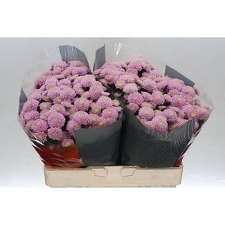 Freshy Chrysanthemum Chrysant Santini “Ellison Sweet” | Kleur: Paars | Lengte ± 55 centimeter | Per 25 stelen