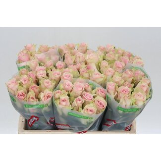 Freshy Grootbloemige Roos “Pink Athena” | Kleur: Roze | Lengte ± 50 centimeter | Per 10 stelen