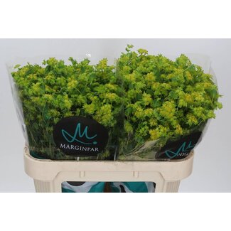 Freshy Bupleurum Rotundifolium Goudscherm | Kleur: Geel | Lengte ± 70 centimeter | Per 25 stelen