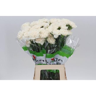 Freshy Lange Anjer “Moon Golem” | Kleur: Wit | Lengte ± 70 centimeter | Per 20 stelen