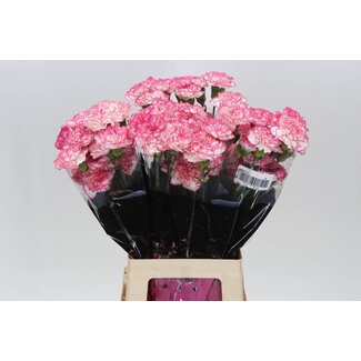 Freshy Lange Anjer “Komachi” | Kleur: Purperroze | Lengte ± 70 centimeter | Per 20 stelen