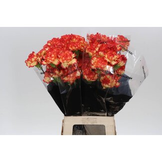 Freshy Lange Anjer “Zenit” | Kleur: Rood | Lengte ± 70 centimeter | Per 20 stelen