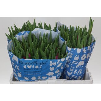 Freshy Enkelbloemige Tulp “Ardour” | Kleur: Paars | Lengte ± 40 centimeter | Gewicht ± 36 gram per tak | Per 50 stelen