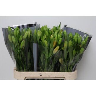 Freshy Lelie Longiflorum x Aziatische Lelie Aqua “Sunderland” | Kleur: Oranje | 3 bloemen | Lengte ± 80 centimeter | Per 20 stelen