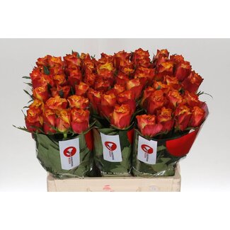 Freshy Grootbloemige Roos “Downtown” | Kleur: Geel Oranje | Lengte ± 60 centimeter | Per 10 stelen