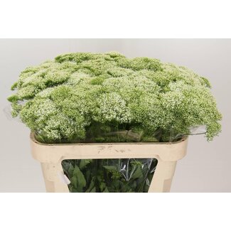 Freshy Trachelium “Lake Michigan” | Kleur: Wit | Lengte ± 70 centimeter | Per 20 stelen