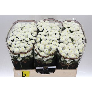 Freshy Chrysanthemum Chrysant Santini “Pizarro” | Kleur: Wit | Lengte ± 55 centimeter | Per 25 stelen