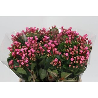 Freshy Bouvardia Enkelbloemig “Roy Roza” | Kleur: Roze | Lengte ± 40 centimeter | Per 20 stelen