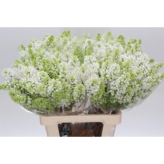 Freshy Sering “Stepman” | Kleur: Wit | 4 koppen | Lengte ± 60 centimeter | Per 10 stelen