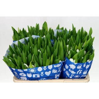 Freshy Enkelbloemige Tulp “Royal Virgin” | Kleur: Wit | Lengte ± 38 centimeter | Gewicht ± 42 gram per tak | Per 50 stelen