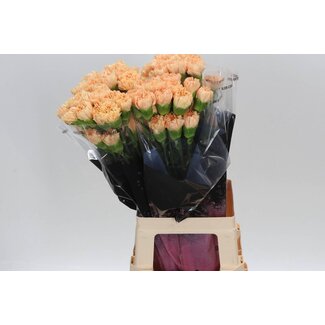 Freshy Anjer Lang Crimea