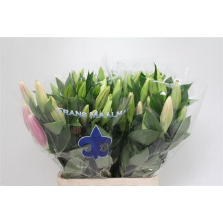 Freshy Lelie Oriental Aqua “Marlon” | Kleur: Roze | Lengte ± 95 centimeter | Per 10 stelen