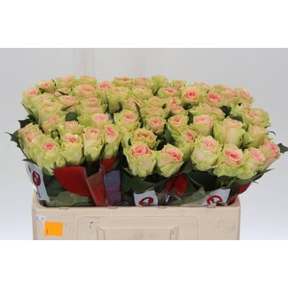 Freshy Grootbloemige Roos “Top Gear” | Kleur: Roze | Lengte ± 50 centimeter | Per 20 stelen