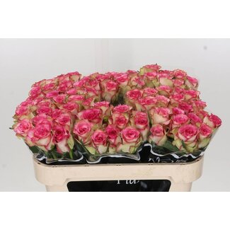 Freshy Grootbloemige Roos “Monique” | Kleur: Roze | Lengte ± 70 centimeter | Per 20 stelen